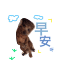 DODO  CUT  DOG（個別スタンプ：8）