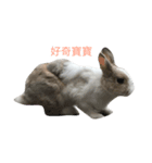 Pet Rabbit-2（個別スタンプ：2）