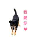 dogs daily life 1（個別スタンプ：24）