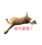 Stupid Orange Cat（個別スタンプ：2）