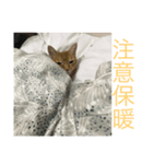 Stupid Orange Cat（個別スタンプ：4）