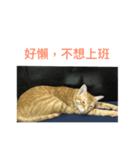 Stupid Orange Cat（個別スタンプ：5）