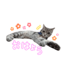 サバトラ猫ルナちゃん（個別スタンプ：6）