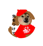 watch over  Dogwan kikki-chan（個別スタンプ：4）