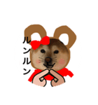 watch over  Dogwan kikki-chan（個別スタンプ：14）