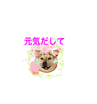 watch over  Dogwan kikki-chan（個別スタンプ：28）