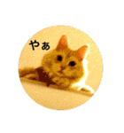 気ままな猫達4だよ（個別スタンプ：3）