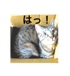 気ままな猫達4だよ（個別スタンプ：4）