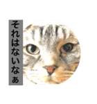 気ままな猫達4だよ（個別スタンプ：25）