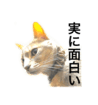 気ままな猫達4だよ（個別スタンプ：31）