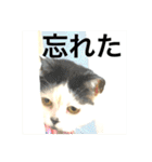 気ままな猫達4だよ（個別スタンプ：34）