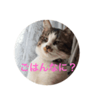 猫とちー（個別スタンプ：3）