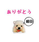 細田さんが使う可愛い子犬の名前スタンプ（個別スタンプ：3）