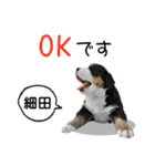 細田さんが使う可愛い子犬の名前スタンプ（個別スタンプ：6）