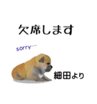 細田さんが使う可愛い子犬の名前スタンプ（個別スタンプ：8）