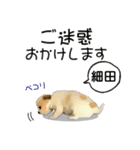 細田さんが使う可愛い子犬の名前スタンプ（個別スタンプ：10）