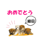 細田さんが使う可愛い子犬の名前スタンプ（個別スタンプ：16）