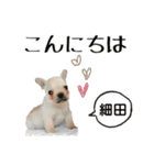 細田さんが使う可愛い子犬の名前スタンプ（個別スタンプ：19）