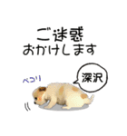 深沢さんが使う可愛い子犬の名前スタンプ（個別スタンプ：10）
