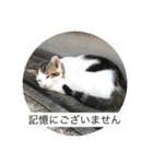 いろいろなねこスタンプ（個別スタンプ：30）