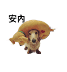 love dachshund :)（個別スタンプ：1）