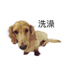 love dachshund :)（個別スタンプ：10）