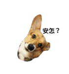 CORGI KUDI（個別スタンプ：1）