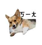 CORGI KUDI（個別スタンプ：3）