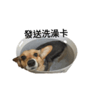 CORGI KUDI（個別スタンプ：6）