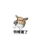 CORGI KUDI（個別スタンプ：8）