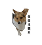 CORGI KUDI（個別スタンプ：13）