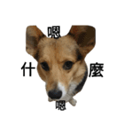 CORGI KUDI（個別スタンプ：14）