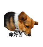 CORGI KUDI（個別スタンプ：16）