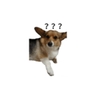 CORGI KUDI（個別スタンプ：18）