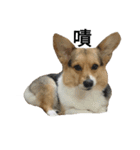 CORGI KUDI（個別スタンプ：19）