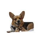 CORGI KUDI（個別スタンプ：22）