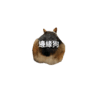 CORGI KUDI（個別スタンプ：24）