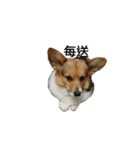 CORGI KUDI（個別スタンプ：25）