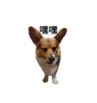 CORGI KUDI（個別スタンプ：28）