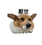 CORGI KUDI（個別スタンプ：30）