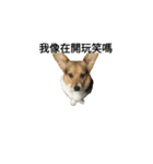 CORGI KUDI（個別スタンプ：31）