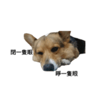 CORGI KUDI（個別スタンプ：32）