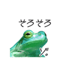 Frog is Go home（個別スタンプ：6）