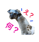 可愛い犬【くろまめ】日常会話（個別スタンプ：1）