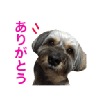 可愛い犬【くろまめ】日常会話（個別スタンプ：3）