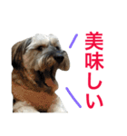 可愛い犬【くろまめ】日常会話（個別スタンプ：8）