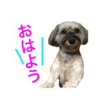 可愛い犬【くろまめ】日常会話（個別スタンプ：16）