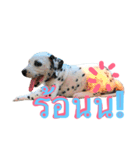 Dalmatian101（個別スタンプ：2）