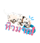 Dalmatian101（個別スタンプ：3）