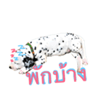 Dalmatian101（個別スタンプ：4）